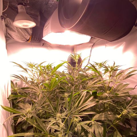 Sour Animal - 4/10/24 growlog timeline photo