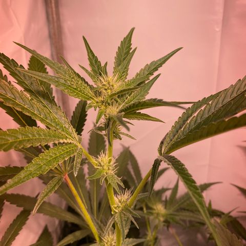 Sour Animal - 4/10/24 growlog timeline photo