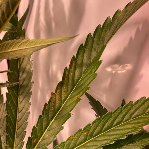 Sour Animal - 4/10/24 growlog photo: Too close to thr light and showing Ca deficiency? 
