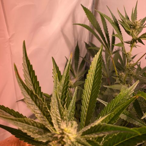 Sour Animal - 4/10/24 growlog timeline photo