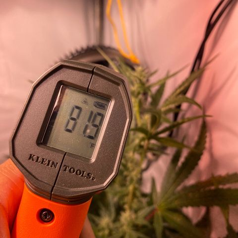 Sour Animal - 4/10/24 growlog photo: Top most cola leaf/bud surface temps