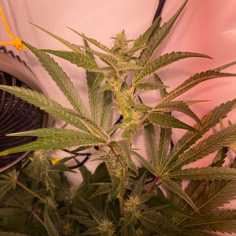 Sour Animal - 4/10/24 growlog timeline photo