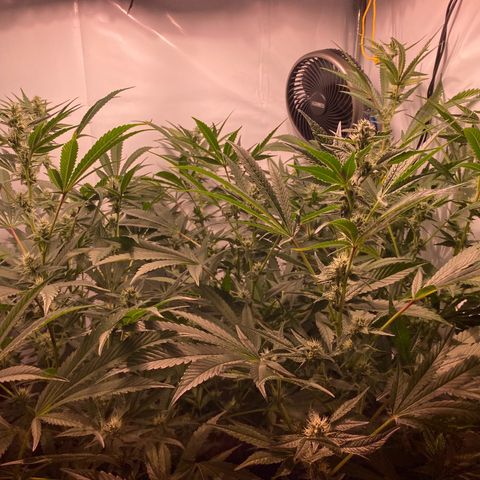 Sour Animal - 4/10/24 growlog timeline photo