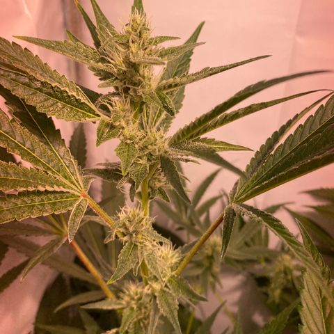 Sour Animal - 4/10/24 growlog timeline photo