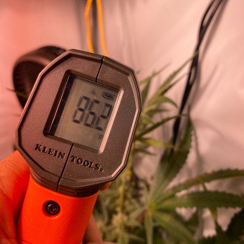 Sour Animal - 4/10/24 growlog photo: Top most cola leaf/bud surface temps