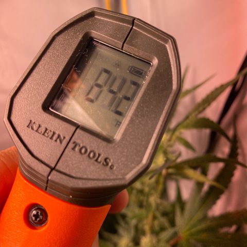 Sour Animal - 4/10/24 growlog photo: Top most cola leaf/bud surface temps