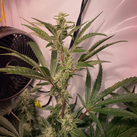Sour Animal - 4/10/24 growlog timeline photo