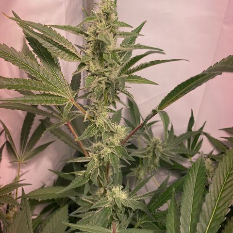 Sour Animal - 4/10/24 growlog timeline photo