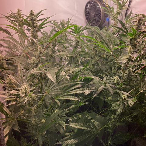 Sour Animal - 4/10/24 growlog timeline photo