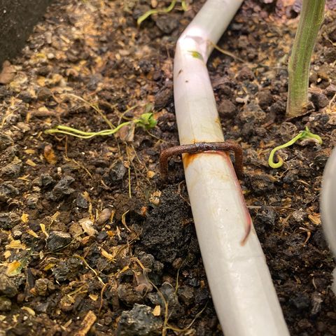 Sour Animal - 4/10/24 growlog timeline photo