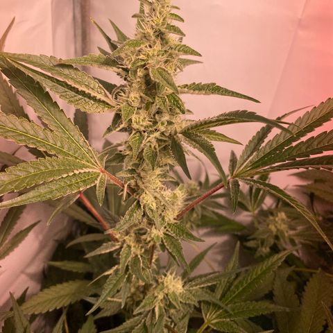 Sour Animal - 4/10/24 growlog timeline photo