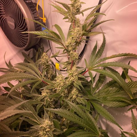 Sour Animal - 4/10/24 growlog timeline photo