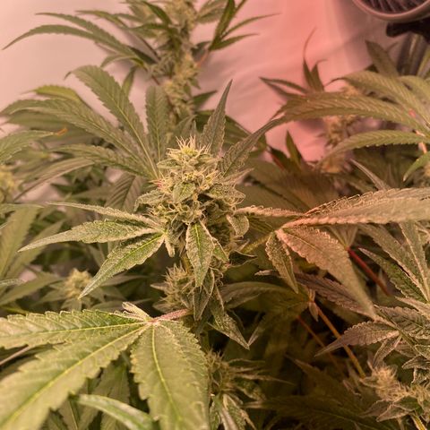 Sour Animal - 4/10/24 growlog timeline photo