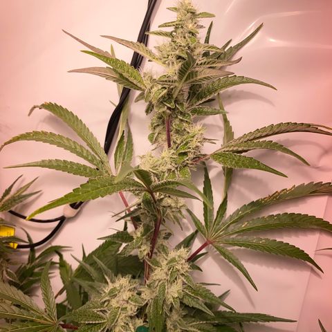 Sour Animal - 4/10/24 growlog timeline photo