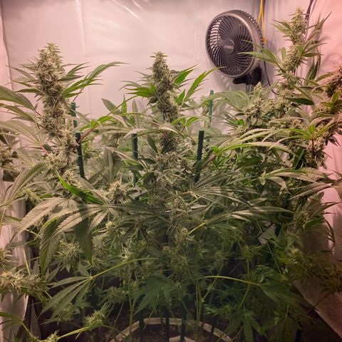 Sour Animal - 4/10/24 growlog timeline photo