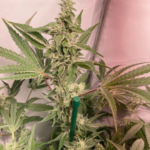 Sour Animal - 4/10/24 growlog timeline photo