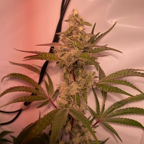 Sour Animal - 4/10/24 growlog timeline photo