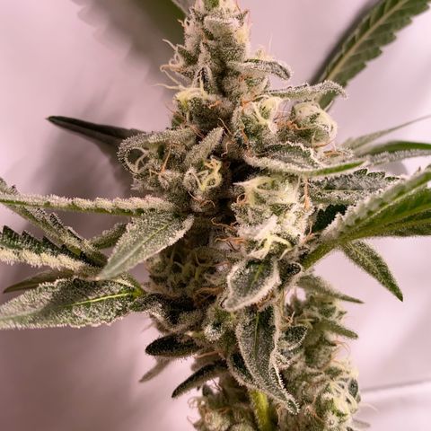 Sour Animal - 4/10/24 growlog timeline photo