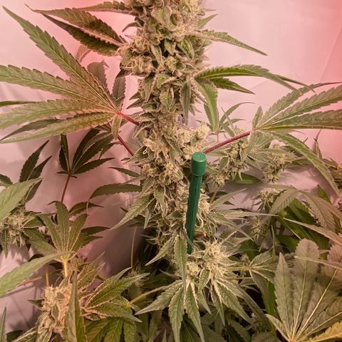 Sour Animal - 4/10/24 growlog timeline photo