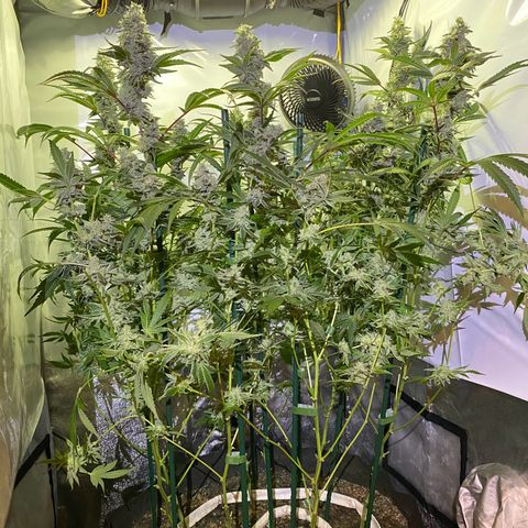Sour Animal - 4/10/24 growlog timeline photo