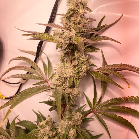 Sour Animal - 4/10/24 growlog timeline photo