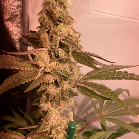 Sour Animal - 4/10/24 growlog timeline photo