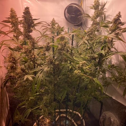 Sour Animal - 4/10/24 growlog timeline photo