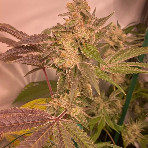 Sour Animal - 4/10/24 growlog timeline photo