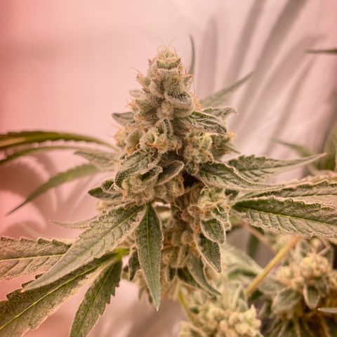 Sour Animal - 4/10/24 growlog timeline photo