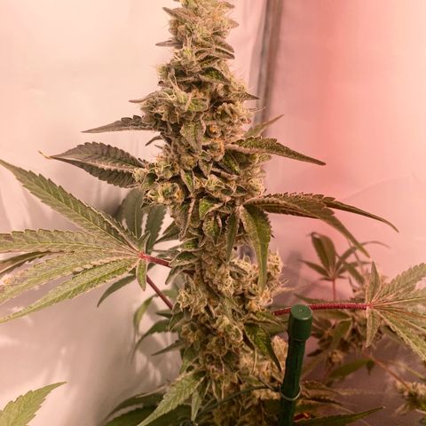 Sour Animal - 4/10/24 growlog timeline photo