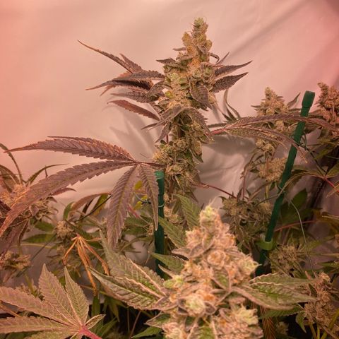Sour Animal - 4/10/24 growlog photo: Day 73 