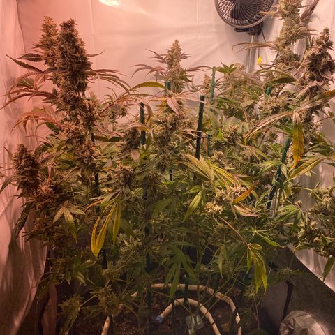 Sour Animal - 4/10/24 growlog photo: Day 73 