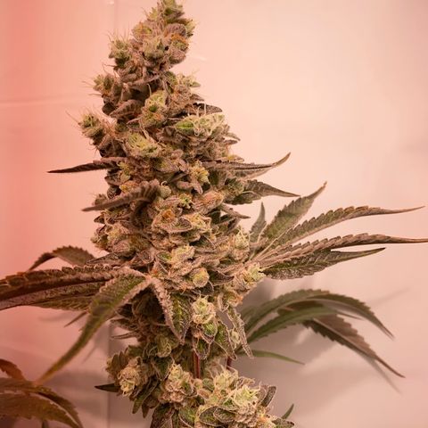 Sour Animal - 4/10/24 growlog photo: Day 73 