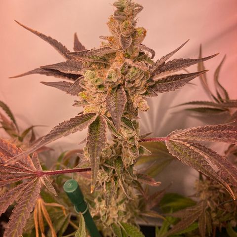 Sour Animal - 4/10/24 growlog photo: Day 73 