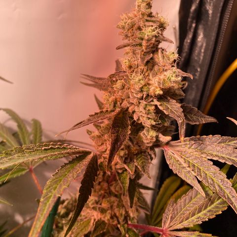 Sour Animal - 4/10/24 growlog photo: Day 73 
