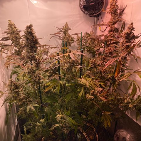 Sour Animal - 4/10/24 growlog timeline photo