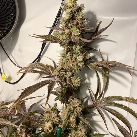 Sour Animal - 4/10/24 growlog timeline photo