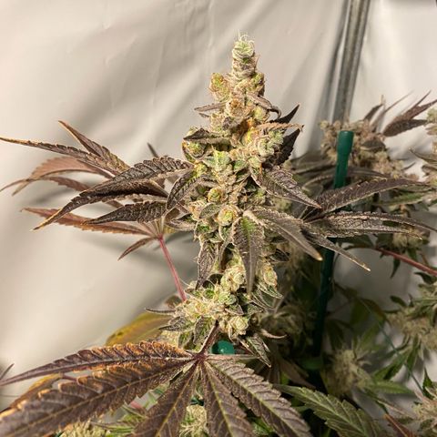 Sour Animal - 4/10/24 growlog timeline photo