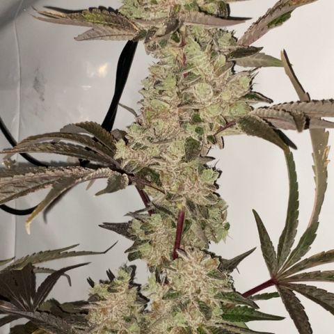 Sour Animal - 4/10/24 growlog photo: Harvest day 81. About 10-20 percent amber trichomes. 