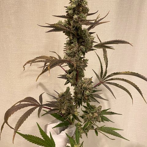 Sour Animal - 4/10/24 growlog photo: Harvest day 81. About 10-20 percent amber trichomes. 