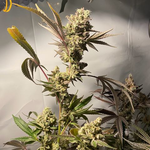 Sour Animal - 4/10/24 growlog photo: Harvest day 81. About 10-20 percent amber trichomes. 