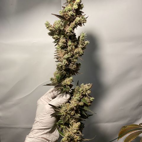 Sour Animal - 4/10/24 growlog photo: Harvest day 81. About 10-20 percent amber trichomes. 