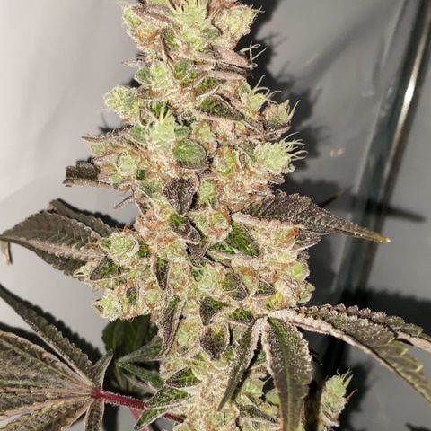 Sour Animal - 4/10/24 growlog photo: Harvest day 81. About 10-20 percent amber trichomes. 