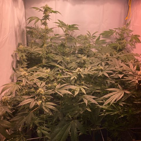 Wedding Cake, Sour Animal, Sparkling Lime, B.Widow growlog timeline photo