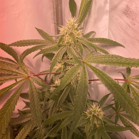 Wedding Cake, Sour Animal, Sparkling Lime, B.Widow growlog photo: Sparkling Lime smelling like lime skittles and haze