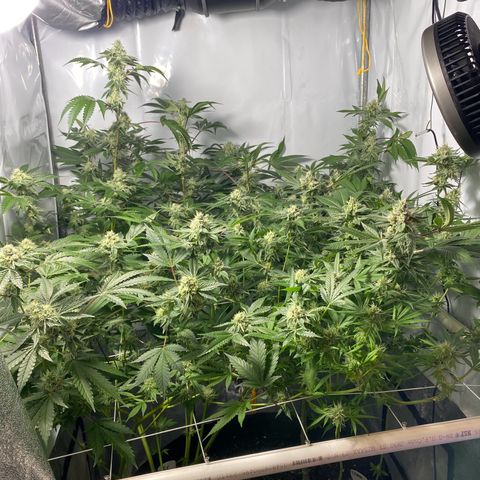 Wedding Cake, Sour Animal, Sparkling Lime, B.Widow growlog timeline photo
