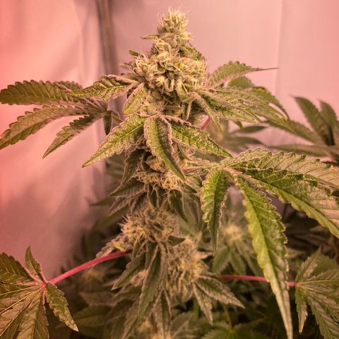 Wedding Cake, Sour Animal, Sparkling Lime, B.Widow growlog timeline photo
