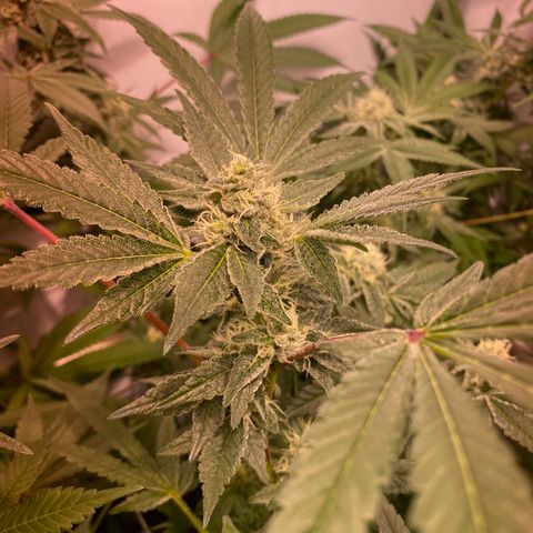 Wedding Cake, Sour Animal, Sparkling Lime, B.Widow growlog timeline photo