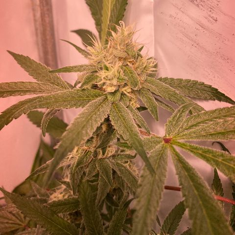 Wedding Cake, Sour Animal, Sparkling Lime, B.Widow growlog timeline photo