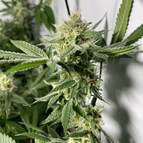 Wedding Cake, Sour Animal, Sparkling Lime, B.Widow growlog timeline photo